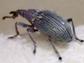 Ceratapion gibbirostre